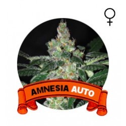 Auto Amnesia Houseplant Seeds