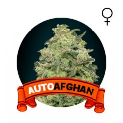 comprar semillas marihuana chile