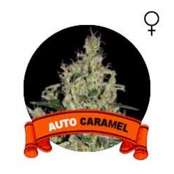 Auto Caramel Houseplant Seeds