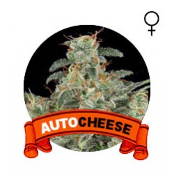 comprar semillas marihuana auto diesel 