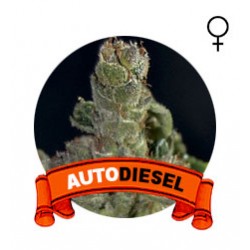 comprar semillas marihuana auto 