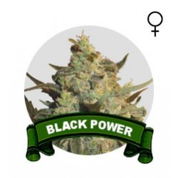 Black Power Houseplant Seeds