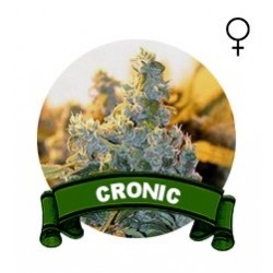Cronic Houseplant Seeds