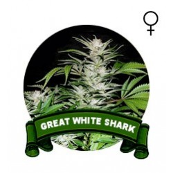Great White Shark Houseplant Seeds