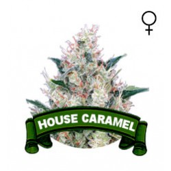 Caramel Houseplant Seeds