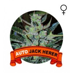 Auto Jack Herer Houseplant Seeds