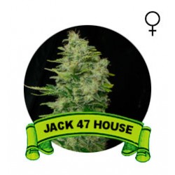 Jack 47 Houseplant Seeds (Semillas)