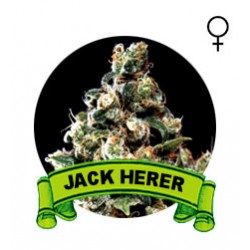 comprar semillas jack herer