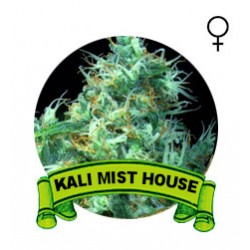 Kali Mist Houseplant Seeds (Semillas)