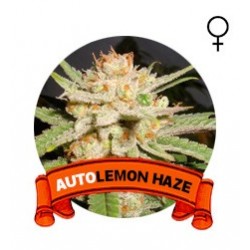 Auto Lemon Haze Houseplant Seeds