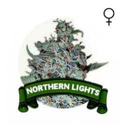 Northern Light Houseplant Seeds