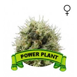 Comprar semillas marihuana mexico