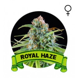 comprar semillas marihuana royal haze