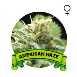 comprar american haze