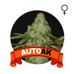 comprar semillas auto ak