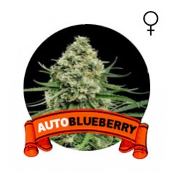comprar auto blueberry