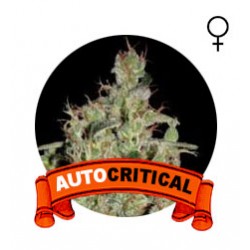 comprar semillas marihuana auto critical
