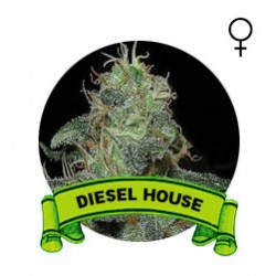 comprar semillas diesel marihuana
