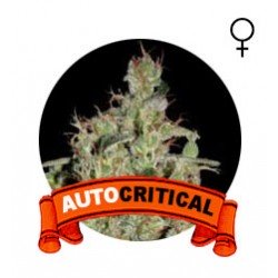 comprar semillas marihuana auto critical
