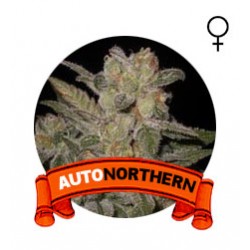 comprar auto northern semillas