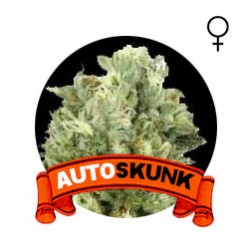 comprar semillas marihuana auto skunk