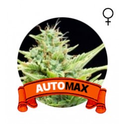 comprar semillas auto max