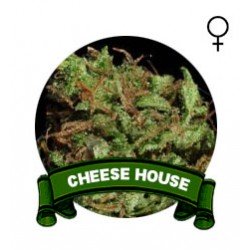venta semillas marihuana cheese
