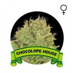 comprar semillas chocolope