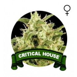 comprar semillas marihuana critical