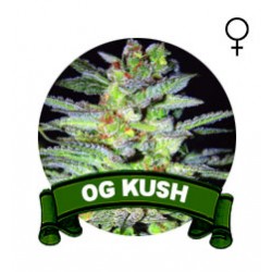 comprar semillas marihuana og kush
