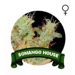comprar semillas somango