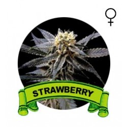 Strawberry Houseplant Seeds