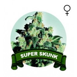 Super Skunk Houseplant Seeds