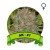 Ak 47 Houseplant Seeds
