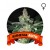 Auto Amnesia Houseplant Seeds