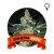 Auto Amnesia Houseplant Seeds