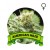 American Haze Houseplant Seeds