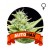 Auto Max Houseplant Seeds