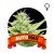 Auto Max Houseplant Seeds