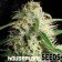 amnesia houseplant