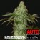 auto ak houseplant seeds