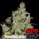 auto critical houseplant seeds