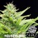 Auto Max houseplant seeds