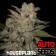 auto-northern-light-houseplant-seeds