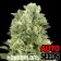 auto-skunk-houseplant-seeds