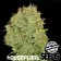 CHOCOLOPE HOUSEPLANT SEEDS