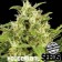 critical house houseplant seeds