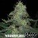 diesel houseplant seeds