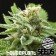 AMERICAN HAZE HOUSEPLANT SEEDS