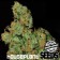 moby dick semillas houseplant seeds